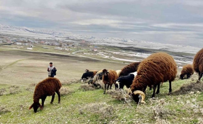 Ağrı'da koyun sürüleri yaylalara çıkmaya başlandı