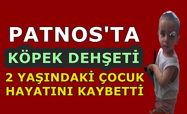 Patnos'ta Köpek Dehşeti: 2 yaşındaki çocuk hayatını kaybetti!