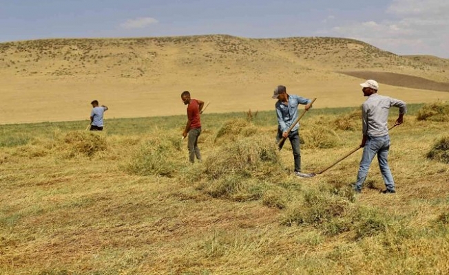 Ağrı'da Hasat Zamanı Ağrı'da Hasat Zamanı