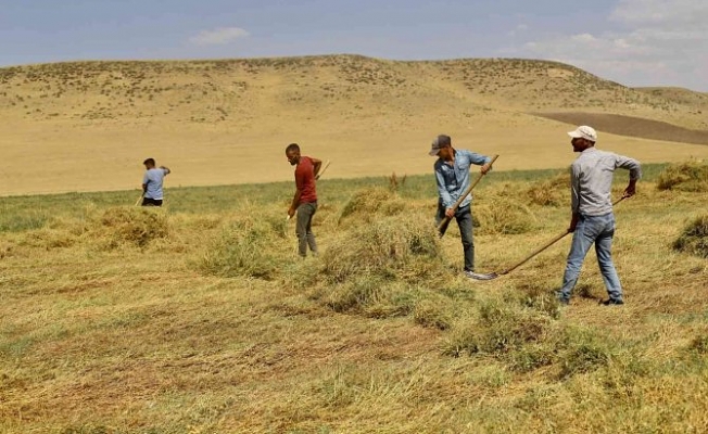 Ağrı'da Hasat Zamanı