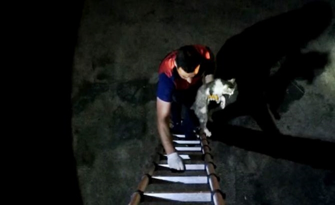 Ağrı'da mahsur kalan kediyi itfaiye ekipleri kurtardı