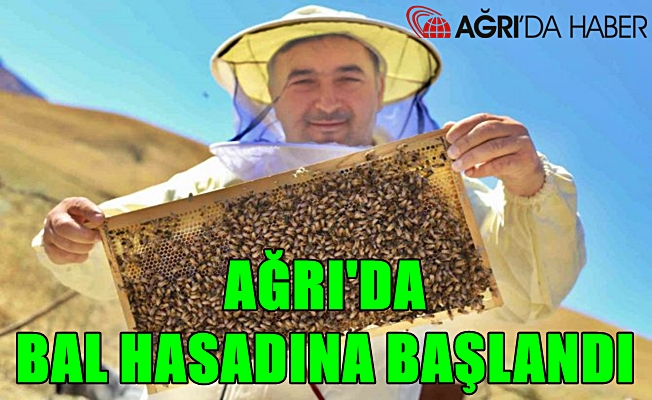 Ağrı’da bal hasadına başladı