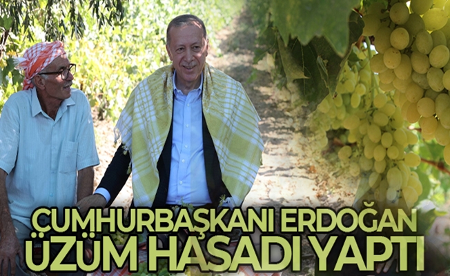 Cumhurbaşkanı Recep Tayyip Erdoğan üzüm hasadı yaptı