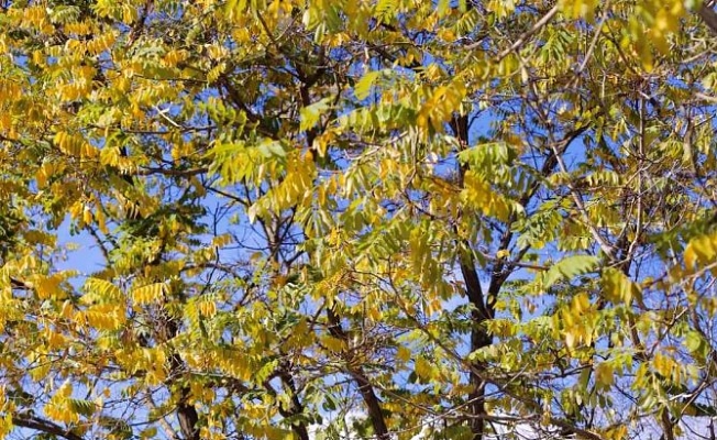 Ağrı'da Sonbaharın Sarı Rengi Büyüledi