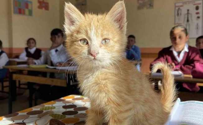 Diyadin'de yavru kedi okulun maskotu oldu