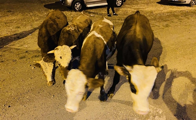 Ağrı’da büyükbaş hayvan çalan şahıs yakalandı