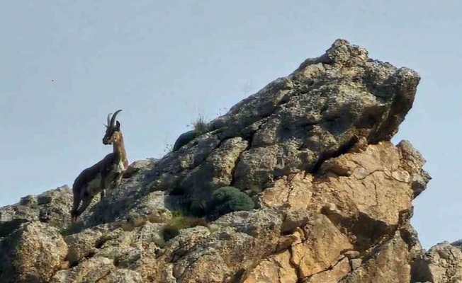 Ağrı’da kayaların usta tırmanıcısı dağ keçisi görüldü