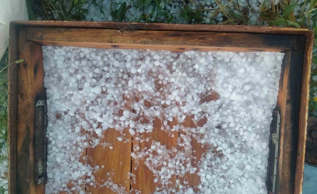 Ağrı’da dolu yağışı ekinlere ve arıcılığa zarar verdi