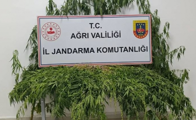 Ağrı’da Uyuşturucuya Geçit Yok: Patnos ve Doğubayazıt’ta Operasyon