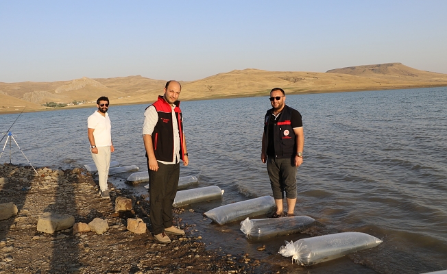 Ağrı’da Yazıcı Barajı’na 100 Bin Yavru Sazan Bırakıldı