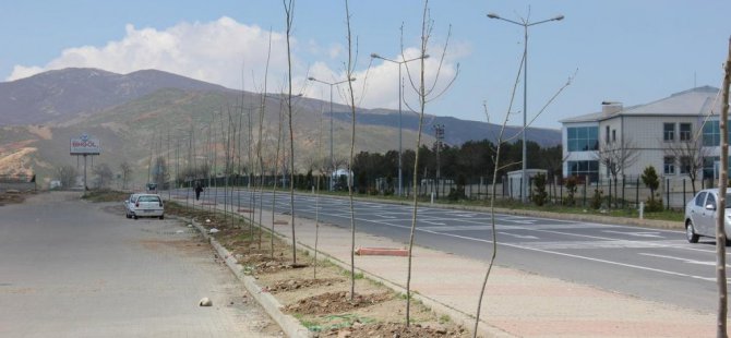 Bingöl Belediyesinden yeşillendirme çalışmaları