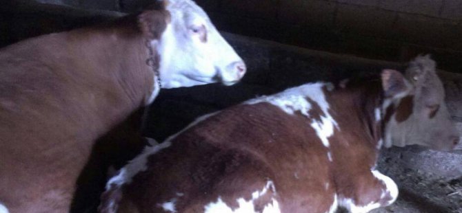 Iğdır'da hayvan hırsızlığı