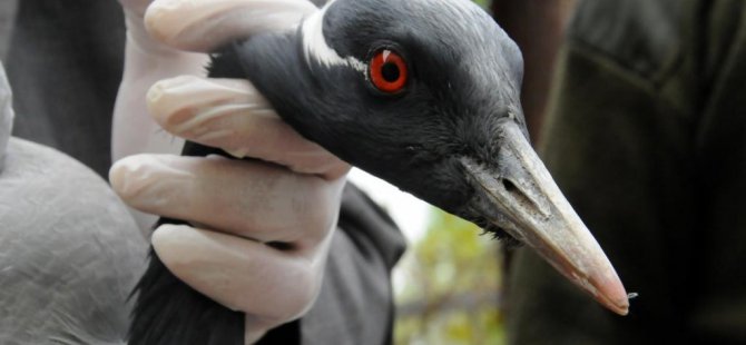 Telli turna protezle yeniden uçacak