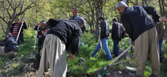 Çukurca'da fidan dikimi