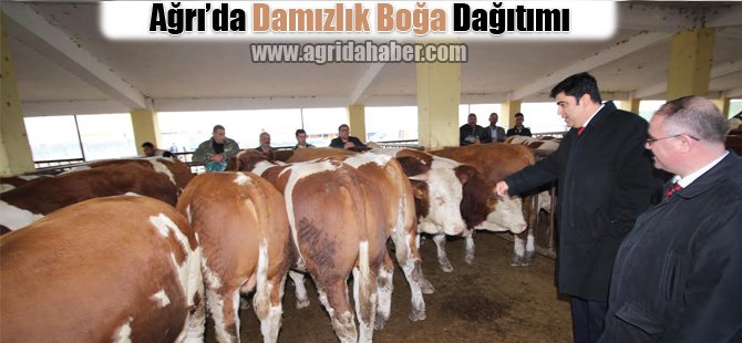 Ağrı'da Damızlık Boğa dağıtımı