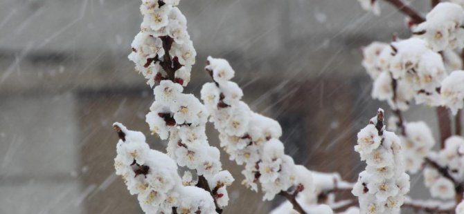 Erciş'te don uyarısı