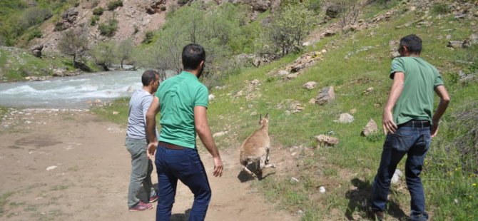 Yaralı dağ keçisine yardım eli
