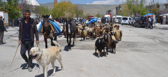 Gürpınar'da besiciler yaylaya çıkmaya başladı