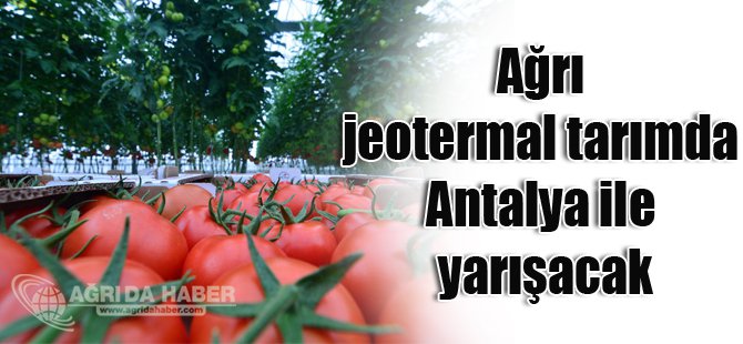 Ağrı jeotermal tarımda Antalya ile yarışacak