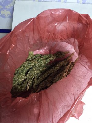 Muş'ta esrar operasyonu