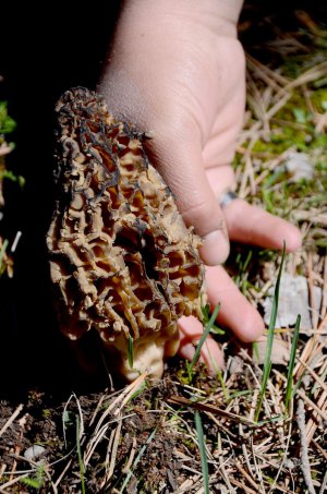 Bu mantarın kilosu 600 lira