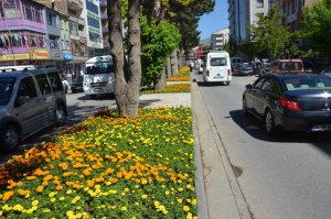 Tatvan çiçeklerle renklendi