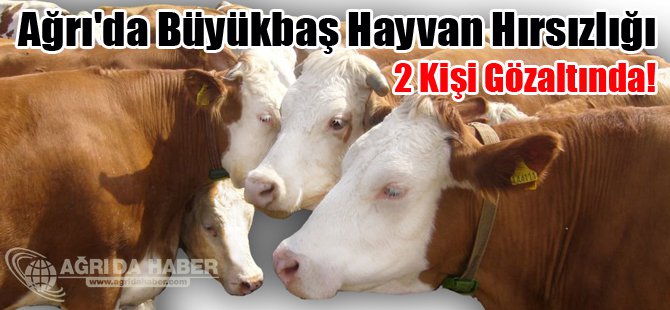 Ağrı'da Büyükbaş Hayvan Hırsızlığı