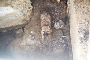 Mahsur kalan köpekleri, vatandaşlar kurtardı