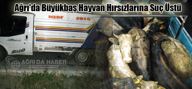 Ağrı'da Büyükbaş Hayvan Hırsızlarına Suç Üstü
