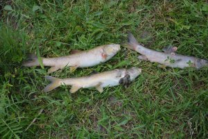 Aşkale'den kısa kısa