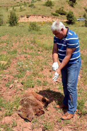 Tunceli'de ayı yavrusu ölü bulundu
