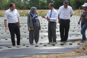 Muş'ta kadınlar çilek yetiştiriyor