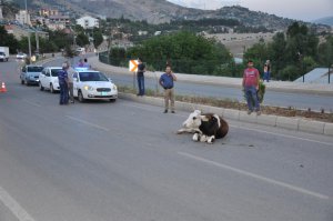 Tunceli'de otomobil ineğe çaptı