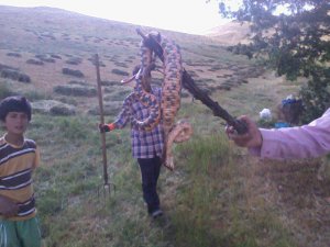 Van'da 3 Metrelik Yılan Öldürüldü