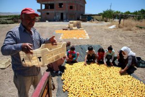 'Dünya kayısı başkenti'nde hasat zamanı