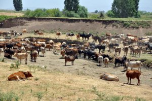 Muş'ta Halk Elinde Manda Islahı Projesi