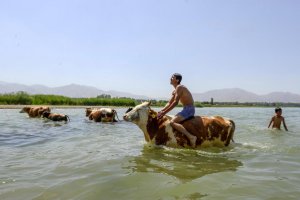 Sıcaktan bunalan hayvanları, Van Gölü'nde serinletiyorlar