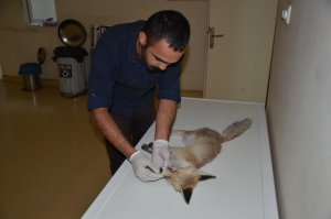 Yaralı tilki tedavi altına alındı