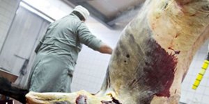 İşte at ve eşek eti satan firmalar