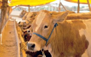 Dikkat ! İstanbul'la Bu kurbanlıklar Alınmayacak