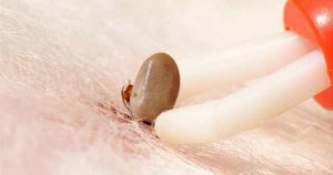 Kurban Bayramı'nda KKKA riskine dikkat