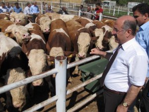 Bingöl'de damızlık boğa dağıtımı