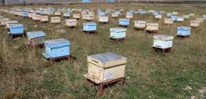 Doğu Anadolu'daki arıcı kendinden emin