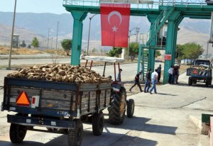 Muş'ta şeker pancarı alımı