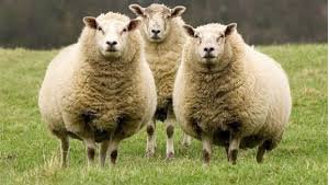 Kurban Bayramına sayılı gün kaldı