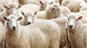 Kurban Bayramı'na doğru sayılı gün kaldı