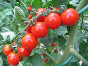 Terör; Domates üreticisini olumsuz etkiliyor!