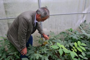 'Serada Aşılı Ceviz' Projesi meyvelerini verdi