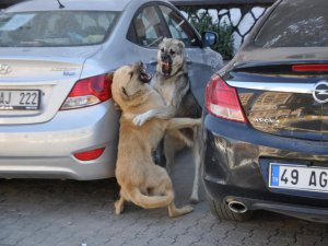Başkan Asya, hayvan barınağını inceledi