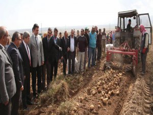 Vali Çınar, Ahlat'ta patates hasadına yardım etti
